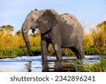 Female African Elephant passing by