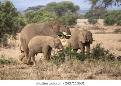 A female African elephant and two calfs grazing in Amboseli National Park, Kenya - Powered by Shutterstock