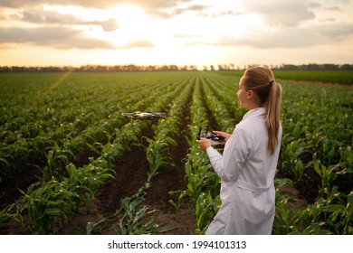 female agricultural specialist holding Drone Remote and controlling drone in air standing in corn field on sun set, soft focus