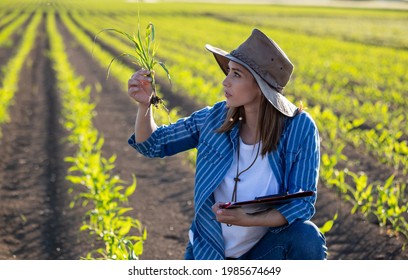 Female agronomist inspecting young corn plant in spring. Attractive farmer girl crouching in field holding seedling and clipboard. 