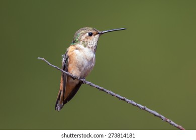 Female Allen's Hummingbird 