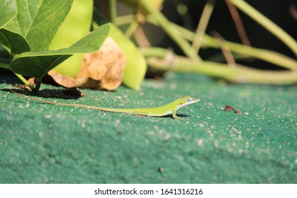 Female Allisons Anole Green Lizard Stock Photo 1641316216 | Shutterstock