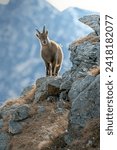 Female alpine ibex (Capra ibex) standing on rocks in its typical habitat, posing in high mountain landscape, Alps Mountains, Italy. January.