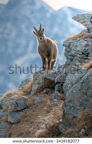 Female alpine ibex (Capra ibex) standing on rocks in its typical habitat, posing in high mountain landscape, Alps Mountains, Italy. January.
