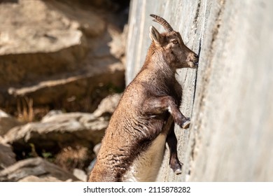 A female of alpine ibex is licking mineral salts on a sub-vertical dam wall