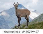 Female alpine ibex in Livigno alps