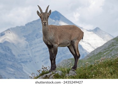 Female alpine ibex in Livigno alps