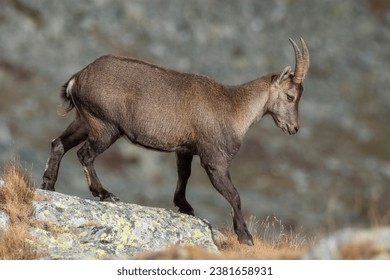 Female alpine ibex (mountain goat - Capra ibex) walking on the edge of a rocky cliff on a winter morning, Alps mountains, Italy. Animals in the wild. - Powered by Shutterstock