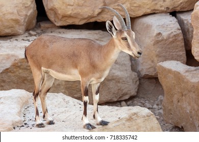 Female Alpine Ibex Mountain Goat 