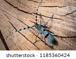 Female Alpine longhorn beetle (Rosalia alpina, Cerambycidae) on a beech tree