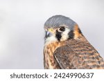 Female American kestrel (Falco sparverius)