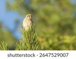 Female American kestrel (Falco sparverius) perched atop pine tree in Janesville, Lassen County, California, in warm afternoon light.