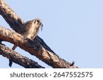 Female American kestrel (Falco sparverius) perched on a pine branch holding a lizard in its beak.