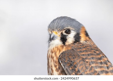 Female American kestrel (Falco sparverius) - Powered by Shutterstock