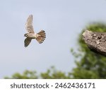 Female American Kestrel Flying off a Tree stump