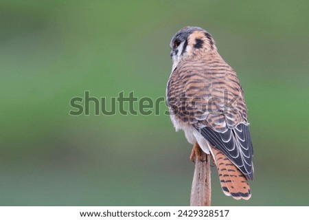 Female American Kestrel perched on a piece of wood appears to be resting.