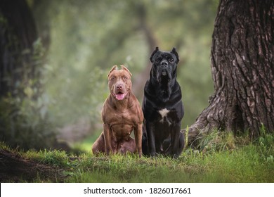 how big do cane corso females get