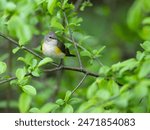 Female American Redstart Warbler on tree branch with green leaves in Spring