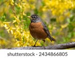 Female American robin, Turdus migratorius, perched on a branch with yellow forsythia flowers in the background