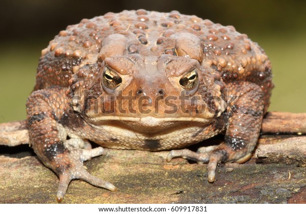 Female American Toad (Bufo americanus) with a\
green background