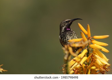 Female Amethyst Sunbird On Top Of A Yellow Aloe Flower.