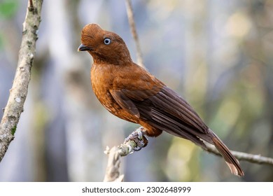 The female Andean cock-of-the-rock (Rupicola peruvianus) is a large passerine bird of the cotinga family native to Andean cloud forests in South America. It is regarded as the national bird of Peru