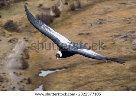 Female Andean Condor (Vultur gryphus) flying with a view from above in El Chaltén, Patagonia Argentina.