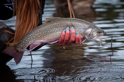 Female Angler With Blue Painted Nails Holding A Perfect Brook Trout Specimen Caught Fly Fishing In Early Spring In Alberta 