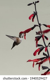 Female Anna's Hummingbird Feeding On A Cardinal Flower