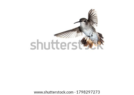 Female Anna's hummingbird in flight with wings spread to the sides facing left on a white background