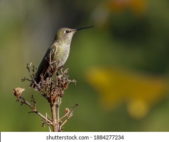 Female Anna's Hummingbird On Top Of Dead Rose Bush