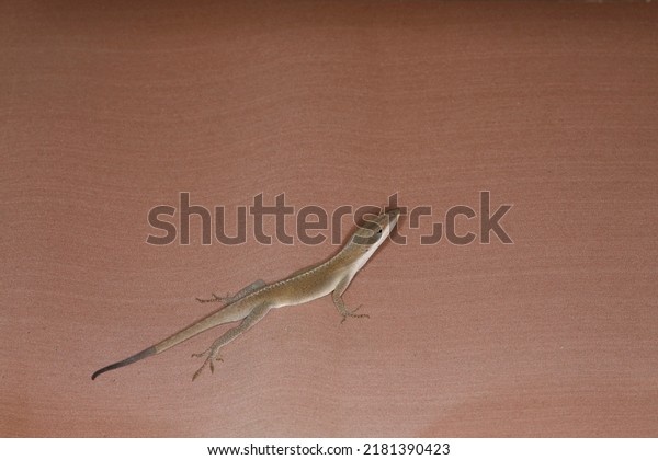 Female anoles lizard with tail growing\
back. Isolated closeup. Brown lizard.\
Reptile.