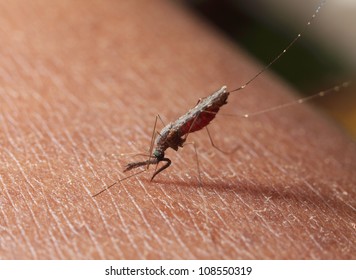 Female Anopheles Mosquito Penetrating Human Skin