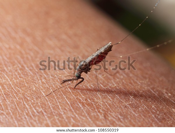 Female\
Anopheles mosquito penetrating human\
skin