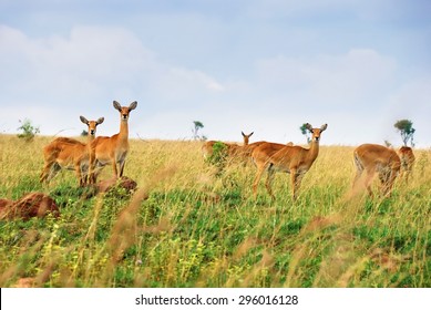 Female Antelopes Uganda Race Kob In The Queen Elizabeth National Park At Dawn, Uganda