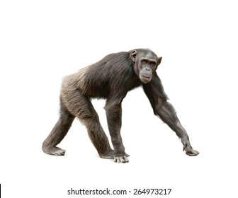 Female of ape chimpanzee looking at camera, walking over a white background
