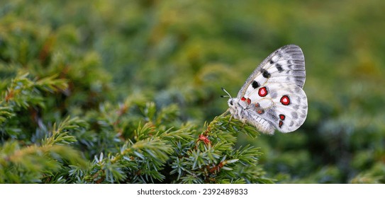 Female Apollo Butterfly, Parnassius apollo
