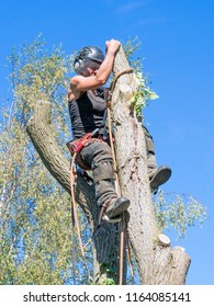 Female Arborist Adjusts Her Safety Rope At The Top Of A Tree.The Woman Tree Surgeon Is Wearing Safety Equipment And Clothes.