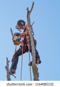 Female Arborist Balances At The Top Of A Tree Ready To Cut The Branches With A Chainsaw.The Woman Tree Surgeon Is Wearing Safety Equipment And Clothes.