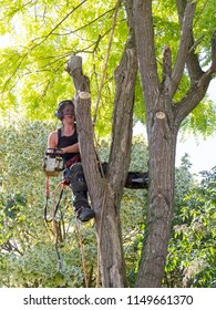 Female Arborist Roped To A Tree Ready To Start Work With A Chainsaw.The Woman Tree Surgeon Is Wearing Safety Equipment And Clothes.