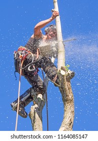 Female Arborist Using A Chainsaw At The Top Of A Thin Tree.The Woman Tree Surgeon Is Wearing Safety Equipment And Clothes.Sawdust Is Falling From The Tree.