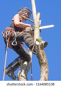 Female Arborist Working In The Tree Top With A Chainsaw. The Woman  Tree Surgeon  Is Wearing Safety Equipment And Clothes.