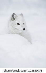 Female Arctic Fox In Her Full Winter Coat.