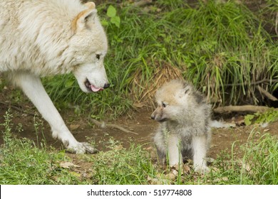 Female arctic wolf with one month puppy