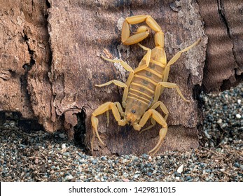 Female Arizona Bark Scorpion, Centruroides Sculpturatus, Xeric Color Morph, On Bark