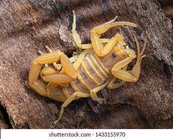 Female Arizona Bark Scorpion, Centruroides Sculpturatus, Xeric Color Morph, On Bark