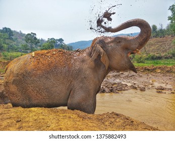 Female Asain Elephant Splash The Mud On Herself For Protecting Skin From The Sun At Elephant Jungle Sanctuary Chiang Mai,Thailand.