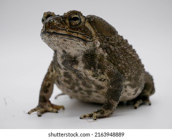 1,475 Common asian toad Images, Stock Photos & Vectors | Shutterstock