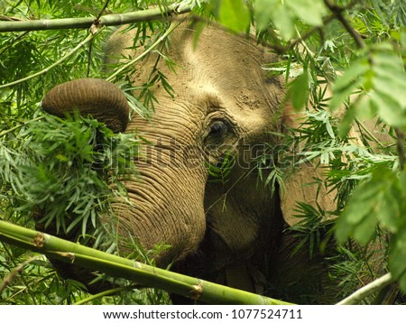 Female Asian elephant (Elephas maximus) foraging on bamboo in Northern Thailand