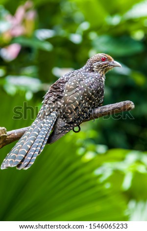 A female Asian koel (Eudynamys scolopaceus) perch on the branch.
It is a member of the cuckoo order of birds, found in the Indian Subcontinent, China, and Southeast Asia.